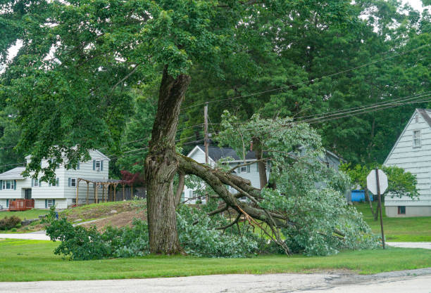 Best Affordable Tree Service  in Eldorado At Santa Fe, NM